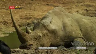 Close up of White Rhinoceros laying in mud, basking and resting.