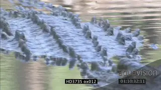 Crocodile laying in water, swims, closes eyes