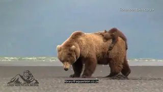Female Alaskan Brown Bear standing, digging, foraging while carrying her cub on the back.