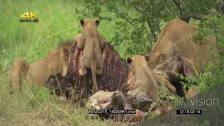 A pride of lions with a cubs feeding on a carcass GREEN GOOD LIGHT
