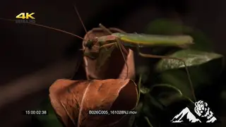 Praying Mantis on a leave grooming MACRO