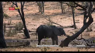 Elephants standing under tree next to water point while adolescent Elephant goes and rest.
