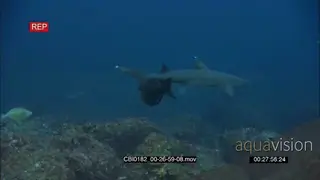 Shiver of Scalloped Hammerhead sharks over reef hunting and searching for preys.