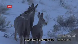 Juvenile Elk Antelopes standing and looking around on snowy prairie LS ZI MLS WP