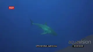 Two Great White Sharks [2] swimming underwater in ocean passing by camera PROFILE