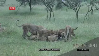 Lion Pride feeding on Wildebeest