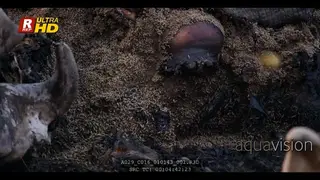 African Elephant carcass full of worms.