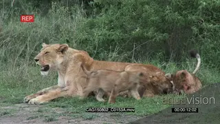 African Lioness laying down on bushveld with bloody cubs moving suckling and showing.
