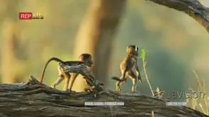 Yellow Baboon babies playing on the tree trunk