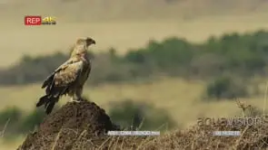 Tawny eagle on a termite mound ms