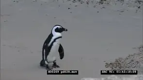 African Penguins at Boulders Beach