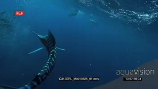 Marlin sailfish and Seals feeding on bait ball in deep blue ocean