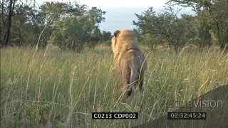 POV Lion walking behind young male Lion CU