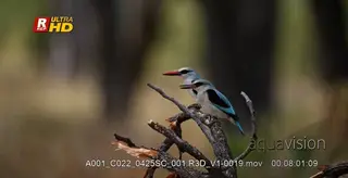 Two Woodland kingfisher perched on a tree branch and looking around.
