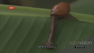 Snail on leaf retreating into shell slowly re-appearing again DAY MS