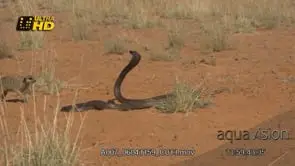 Meerkat and Cape cobra snake defensive display, intimidation and looking at each other