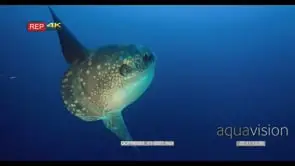 CU slow motion shot of a clear side view of a mola , sun fish, Mola alexandrini.