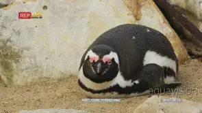 African penguin lying down on sand