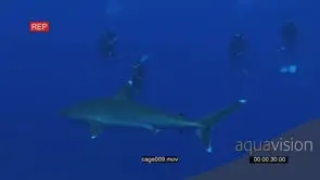 Grey Reef Sharks swimming around bait underwater in ocean with divers floating nearby…