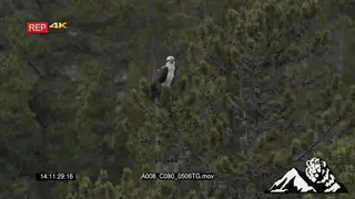 Osprey standing on tree looking around LA