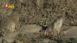 A pair of Prairie Dogs emerging from their burrow, guarding territory and sniffing around.