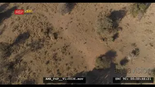 Aerial Drone Southern Ground Hornbill family foraging general behaviour