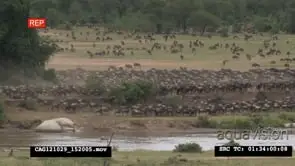 Blue Wildebeest herd migration in the savannah XWS HAND