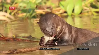Giant Otter eating MS