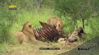 A lion pride with cubs feeding on a carcass GOOD LIGHT GREEN