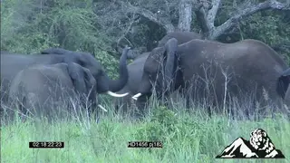 Elephant standing in water looking around Cam Pan to Elephants fighting and interacting.