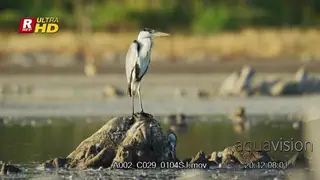 Grey heron standing, looking around the marine foraging.