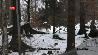 Gray Wolf walking in snowy forest LWS PAN