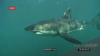 Great White Shark gently swimming underwater in ocean passing by the camera PAN HAND