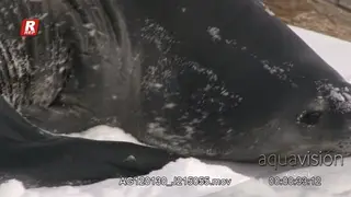Weddell seal looking around, crawl/slide on stomach and ice on nostrils.