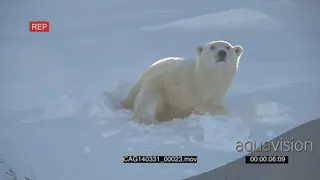 Polar Bear female emerging out of winter den scouting around