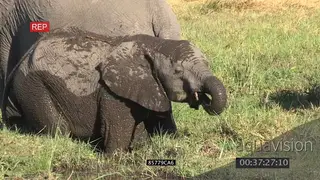 African elephant juvenile feeding at waters edge