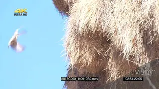 Sociable Weaver flying in and out of nest SLOWMO