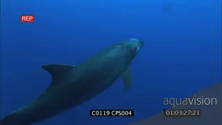 Bottlenose dolphin swimming around UW POV