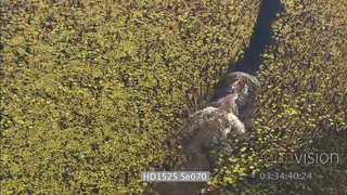 Aerial Hippo moving through delta vegetation SHAKY