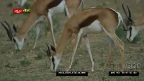 Close up shot of springbok herd grazing