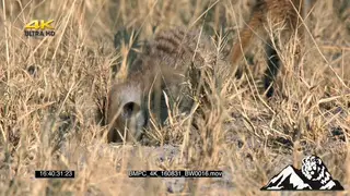Meerkat digging a den MS