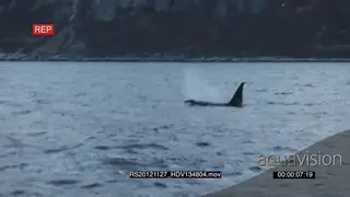 A pod of Killer Orca whale hunting HAND AmCam