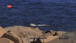 Polar bear swimming in ocean shaking head boulders in FG