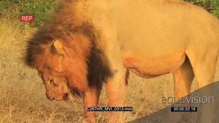 Lion Male digging in sand MCU PAN