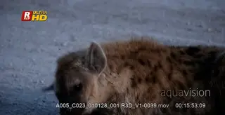 Spotted hyena laying down, irritated by small flying insects and walks away.