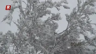 Tree covered in Blizzard snow.