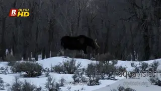 Two adult Moose walking in snow, standing, sniffing on the ground while looking around.