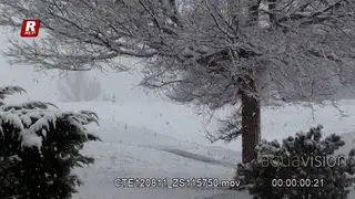 Tree covered in Blizzard snow.