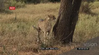 Cheetah near tree scouting around hunting patrolling area