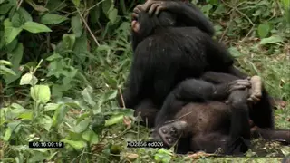 Chimpanzees sitting on grass grooming one laying down then walking away. Long shot.